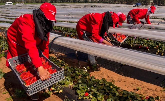 Female farm labourers pick strawberries in the Kenitra province country side of Morocco as the world marks the International Women