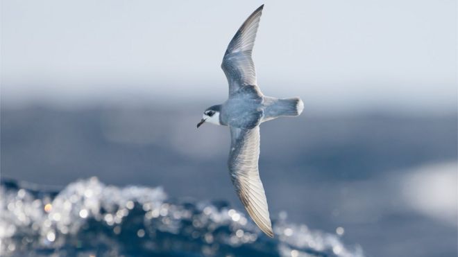 Something Smells: Birds' Keen Sense of Smell Causes Plastic Ingestion 