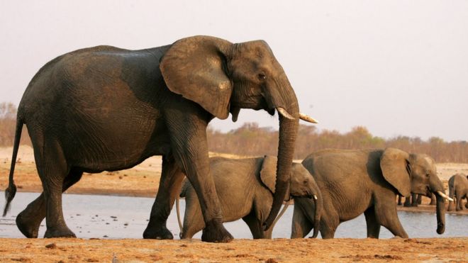 A herd of elephants walks past a watering pan in Hwange National Park, Zimbabwe - 2012