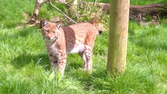 Lynx Wild Cat Escapes Dartmoor Zoo