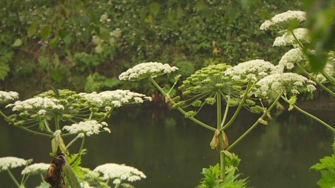 ARTICLES - Giant Hogweed