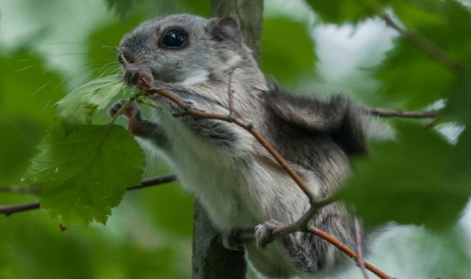 A baby Siberian flying squirrel