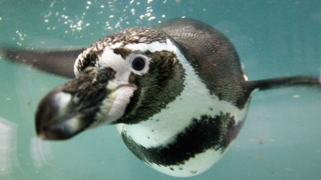 Pingüino Humboldt.