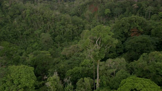 Mti mrefu Afrika wagunduliwa katika mlima Kilimanjaro nchini Tanzania