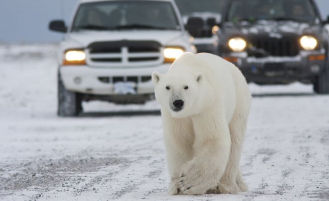 A polar bear walks on a road causing a traffic jam