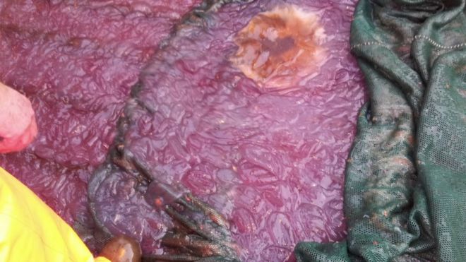 A close-up view of the purple slime in a fishing boat
