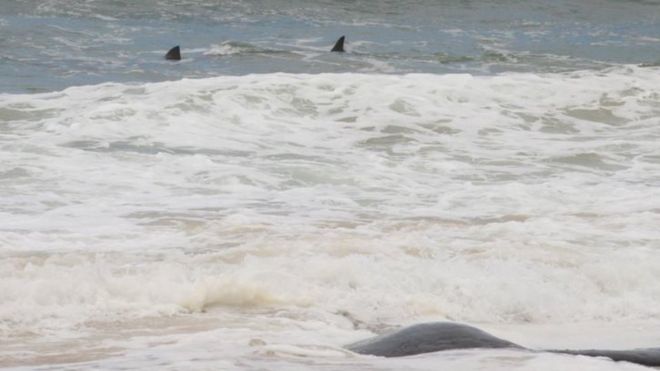 Australian swimmers have been warned to stay out of the water off Victoria's far east Gippsland after a large shark was spotted stalking a whale carcass that washed up on the shore at Salmon Rocks
