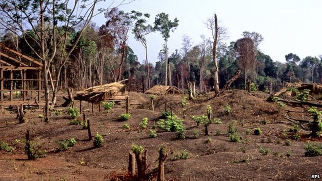 Cambodia deforestation
