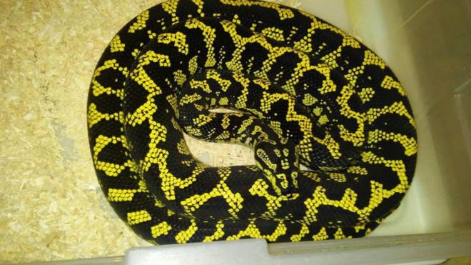 A male jungle carpet python was recently listed for sale on the store's Facebook page