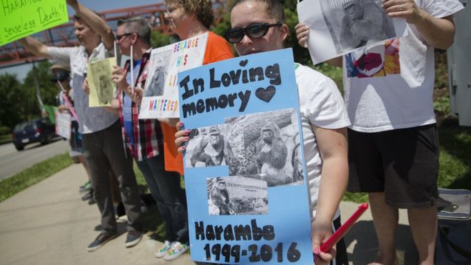Protesters mourn Harambe