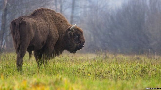 The European bison (Bison bonasus) can weigh as much as a car