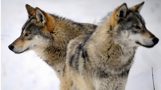 Two wolves play in the snow
