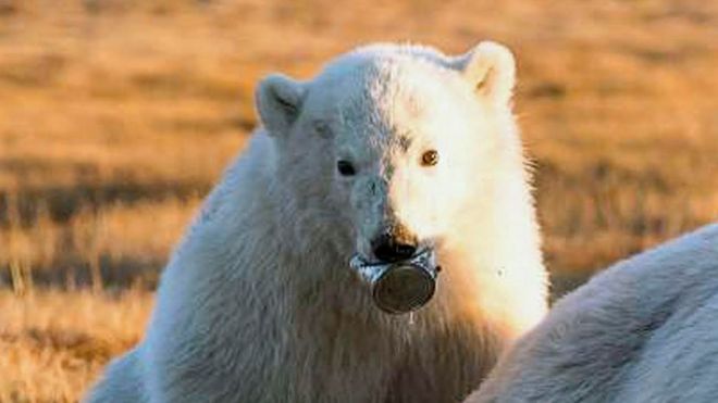 Filho de urso-polar com lata presa na boca