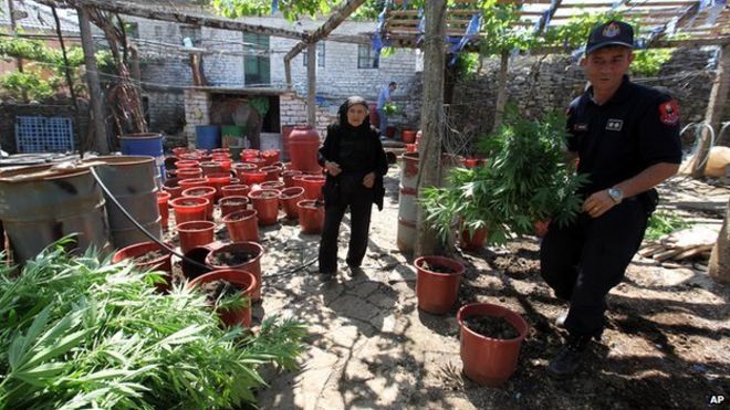 Αποτέλεσμα εικόνας για Albanian CANNABIS