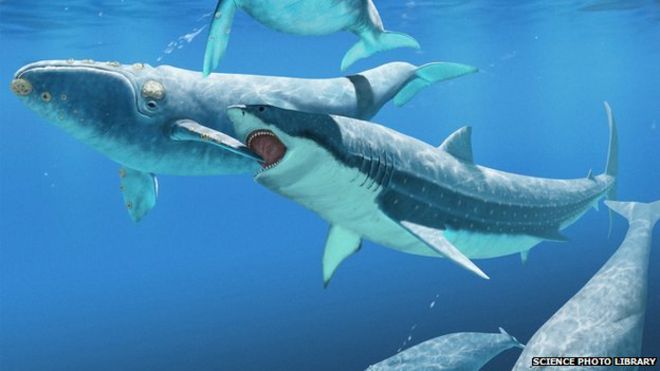 Megalodon vs Pliosaurus Macromerus - Dinosaurs Forum