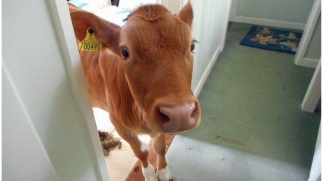 _81348953_cow1.jpg