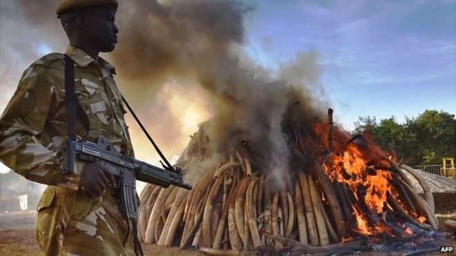 A Kenya Wildlife Service security officer stands near a burning pile of 15 tonnes of elephant ivory seized in Kenya at Nairobi National Park - 3 March 2015.