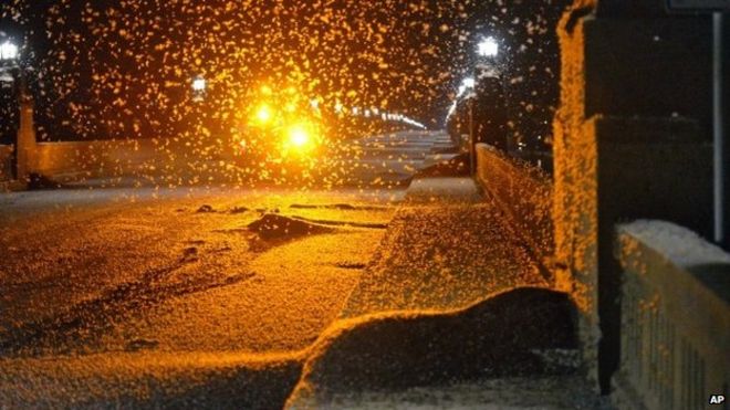 Mayfly images free, Pics of Mayfly , Images of Mayfly , Mayfly images, Mayfly pictures