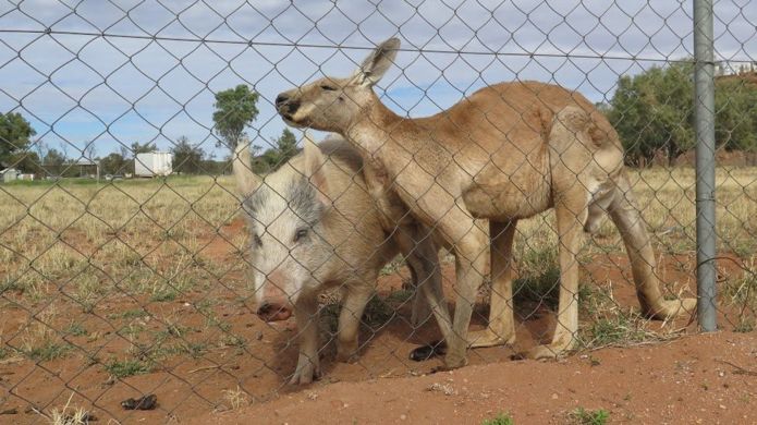 Canguro y cerda contra la verja.