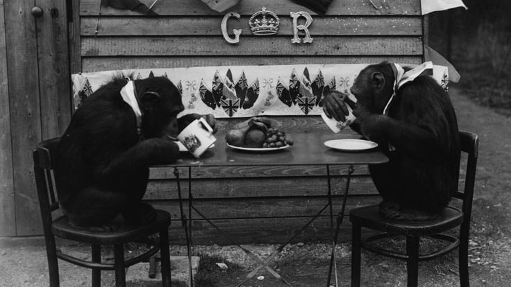 Two chimpanzees at a