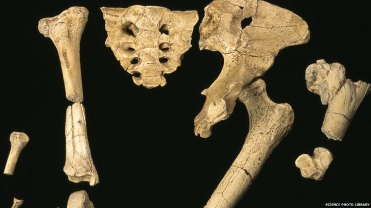 Huesos del esqueleto de Lucy