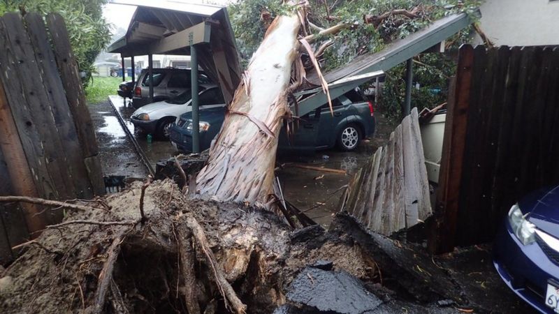 A large eucalyptus tree toppled on to a carport in Goleta, California, on 17 February 2017