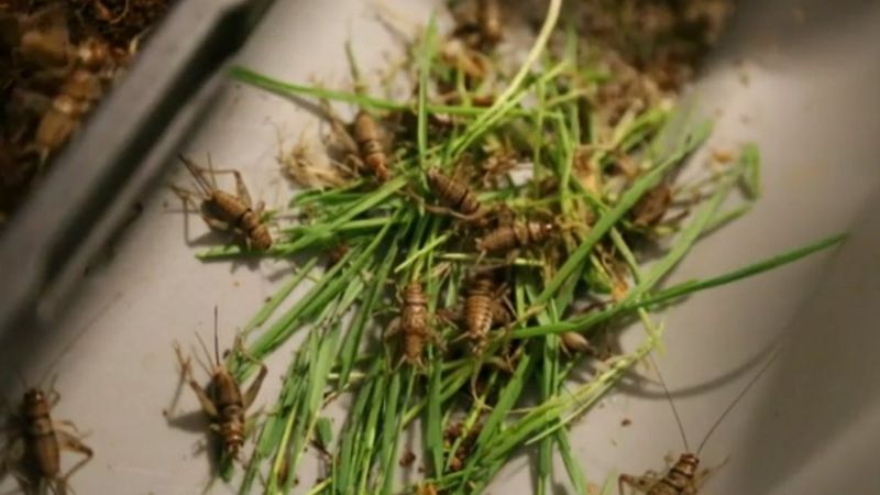 Насекомые на блюде