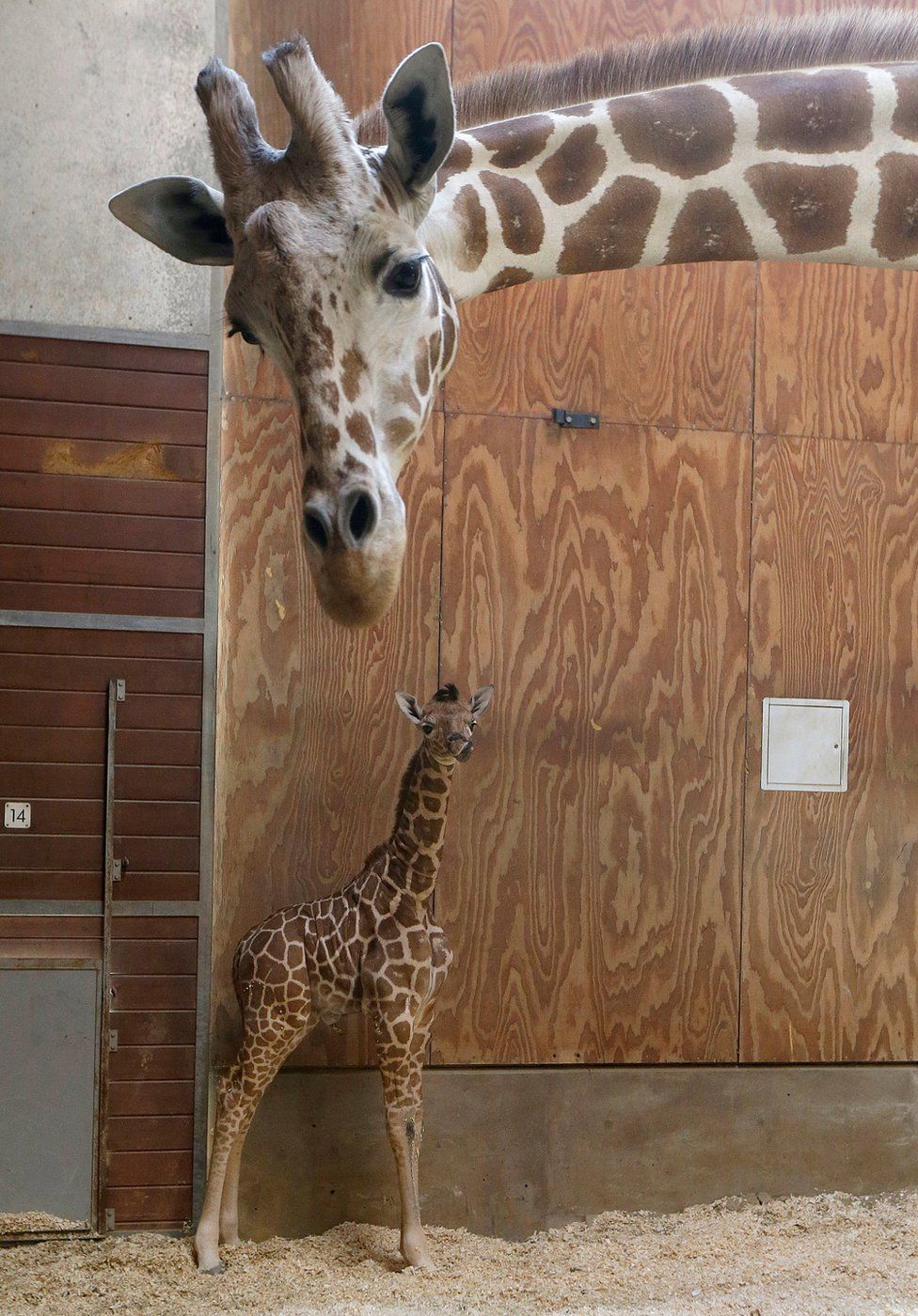 Ένα θηλυκό μοσχάρι καμηλοπάρδαλη στο ζωολογικό κήπο του Σαν Φρανσίσκο