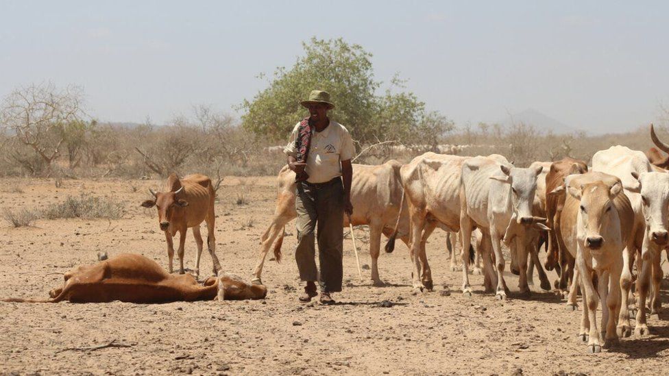 Cows in Marsabit, Kenya