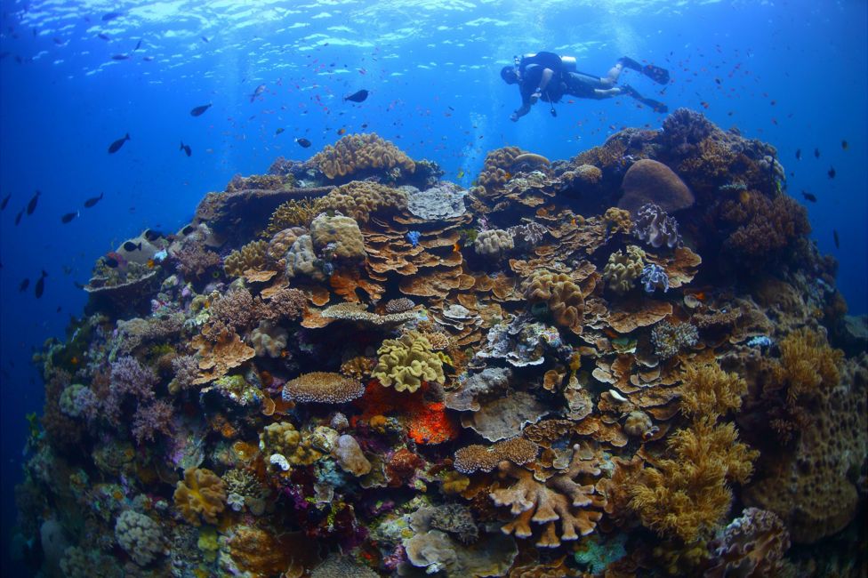 A coral "bommie" off the Wakatobi Islands, Sulawesi, Indonesia