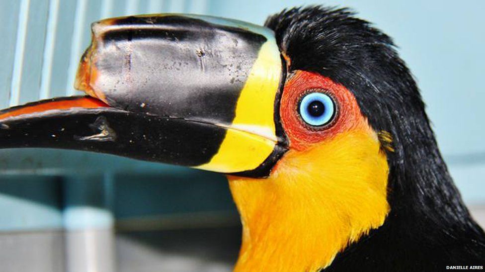 Mutilated toucan gets 3D-printed beak