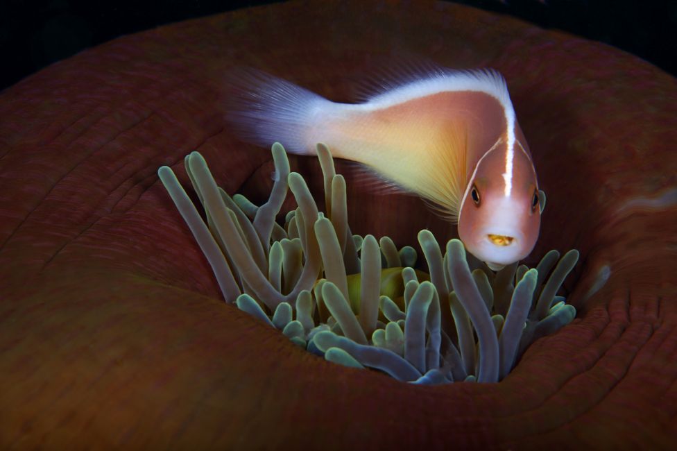 Pink skunk clownfish seen off Lembeh Strait, Sulawesi, Indonesia