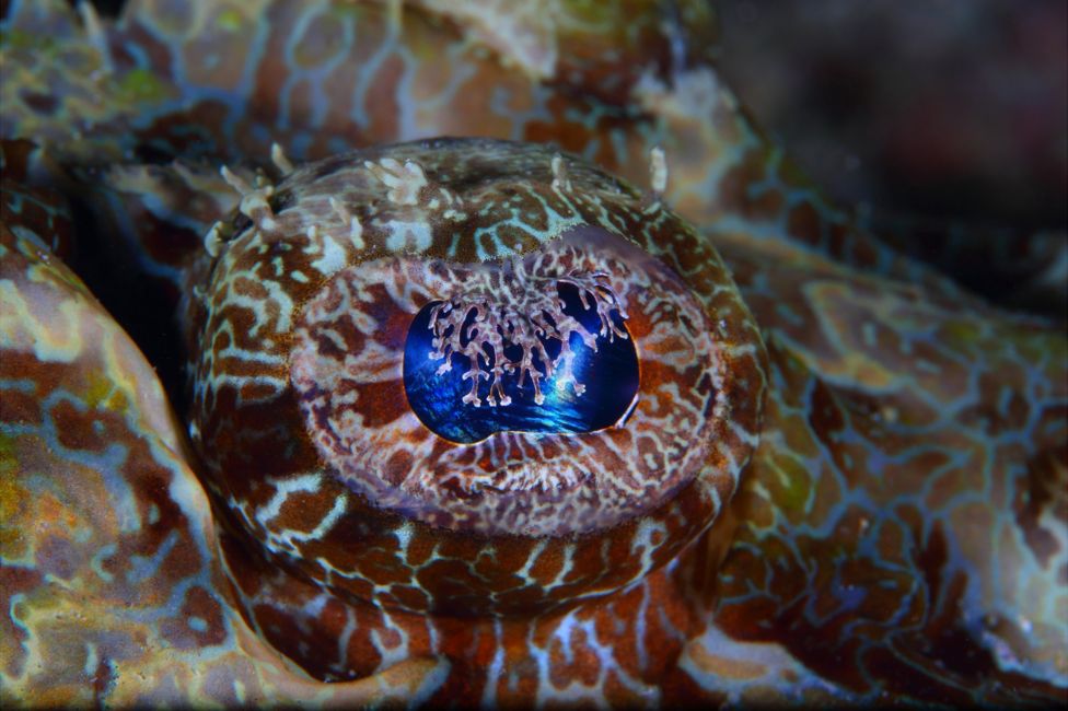 Eye of a crocodilefish seen off Mabul Island, Sabah, Malaysia