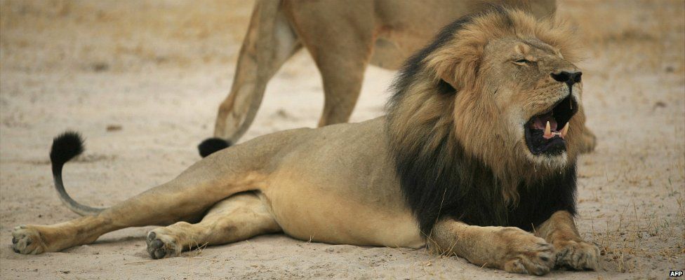 Cecil the lion pictured in Zimbabwe's Hwange National Park - 21 October 2012