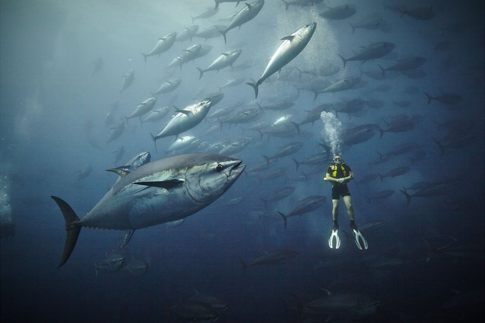 Atlantic bluefin tuna seen off Malta