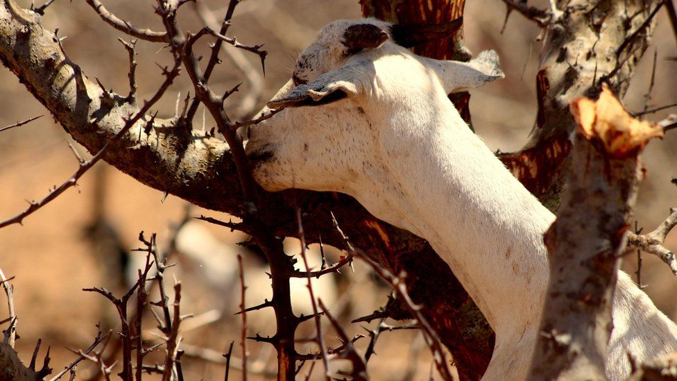 Goat in Marsabit, Kenya
