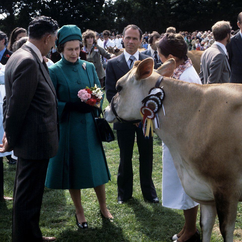 Queen Elizabeth II with a Jersey cow presented to her with at the Country Show at Le Petit Catelet, Saint John, Jersey.