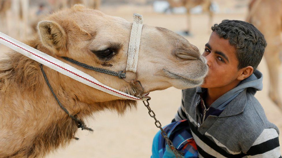 An Egyptian young jockey kisses his camel near the starting line during the opening of the International Camel Racing festival at the Sarabium desert in Ismailia.