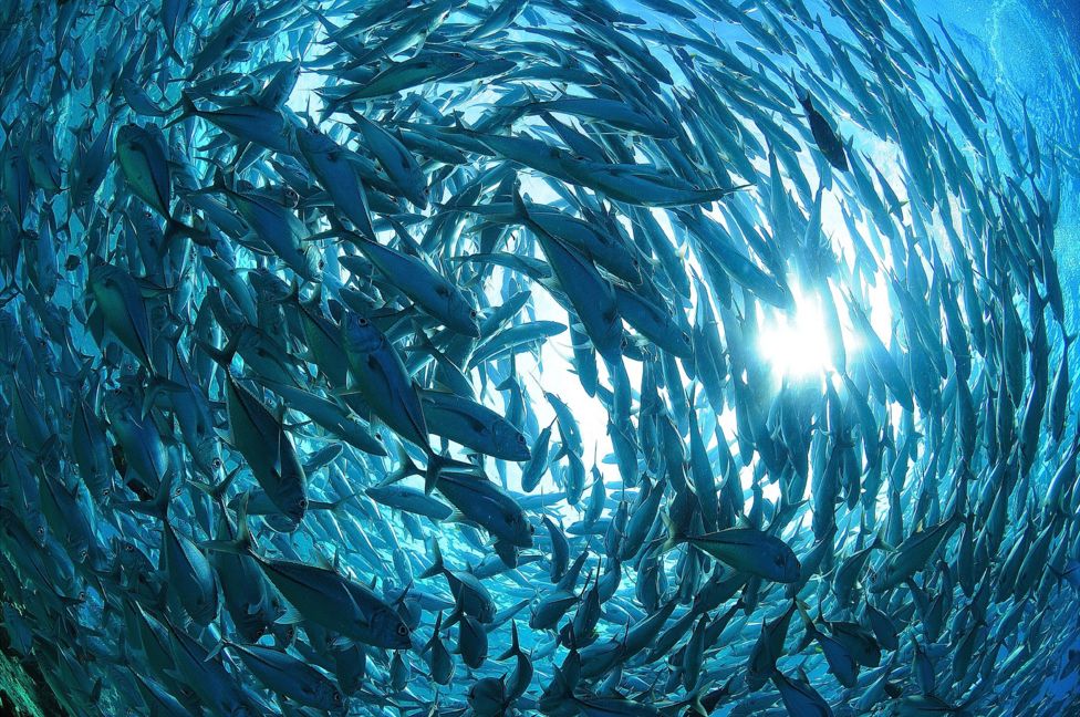 School of bigeye trevally seen off Sipadan Island, Sabah, Malaysia