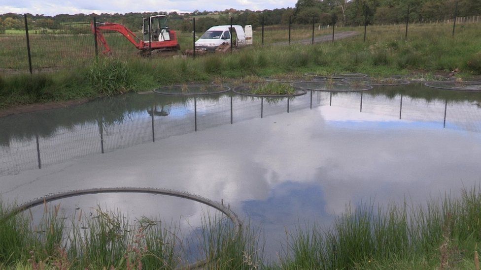Stoneyford's natural sewage works uses plants to sort effluent BBC News