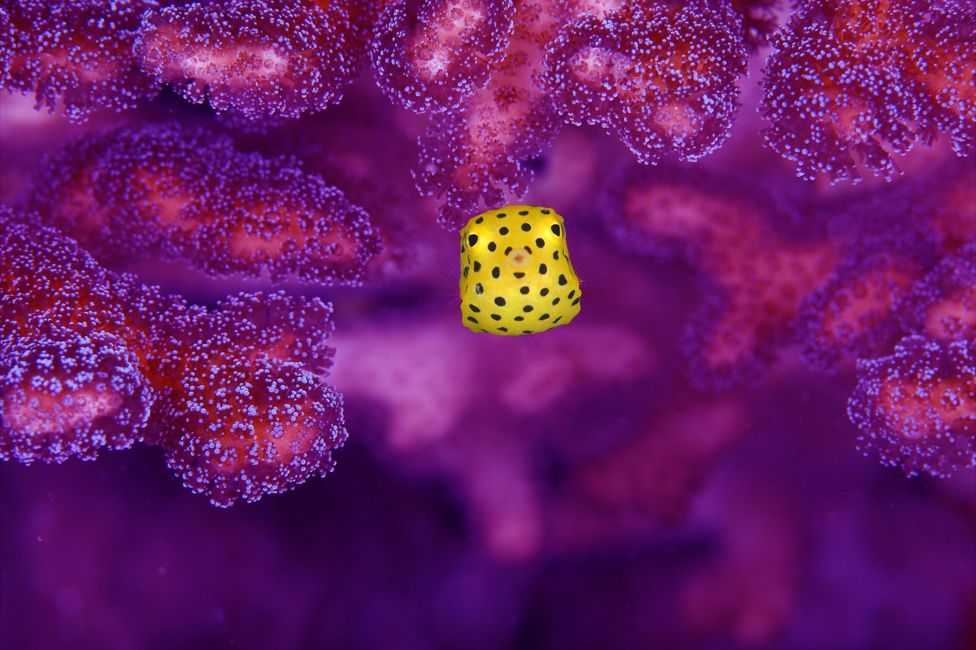 Yellow boxfish seen in Lembeh Strait, Sulawesi, Indonesia