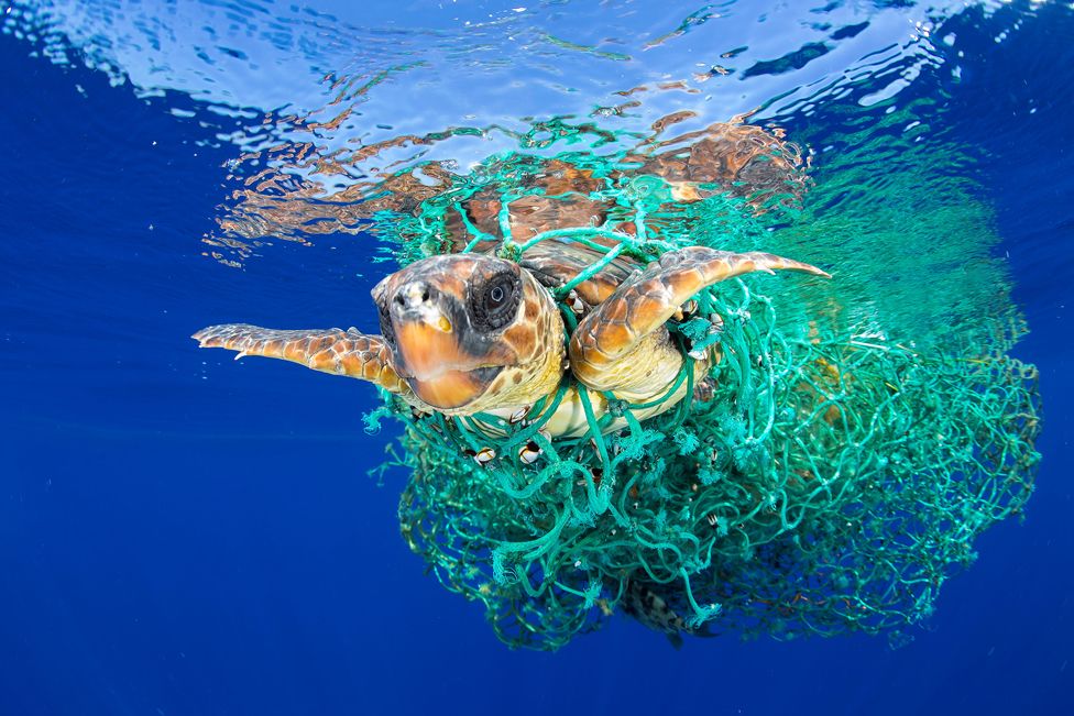 Это снимок морской черепахи, запутавшейся в рыболовной сети у побережья острова Тенериф