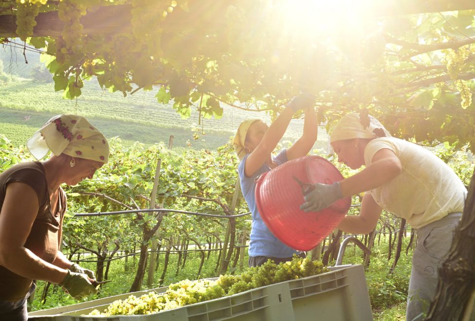 The Grape Harvest by Albert Ceolan