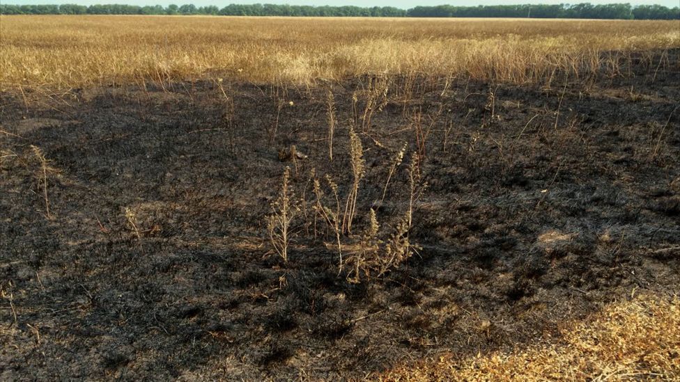 Burn mark in field within area identified by report