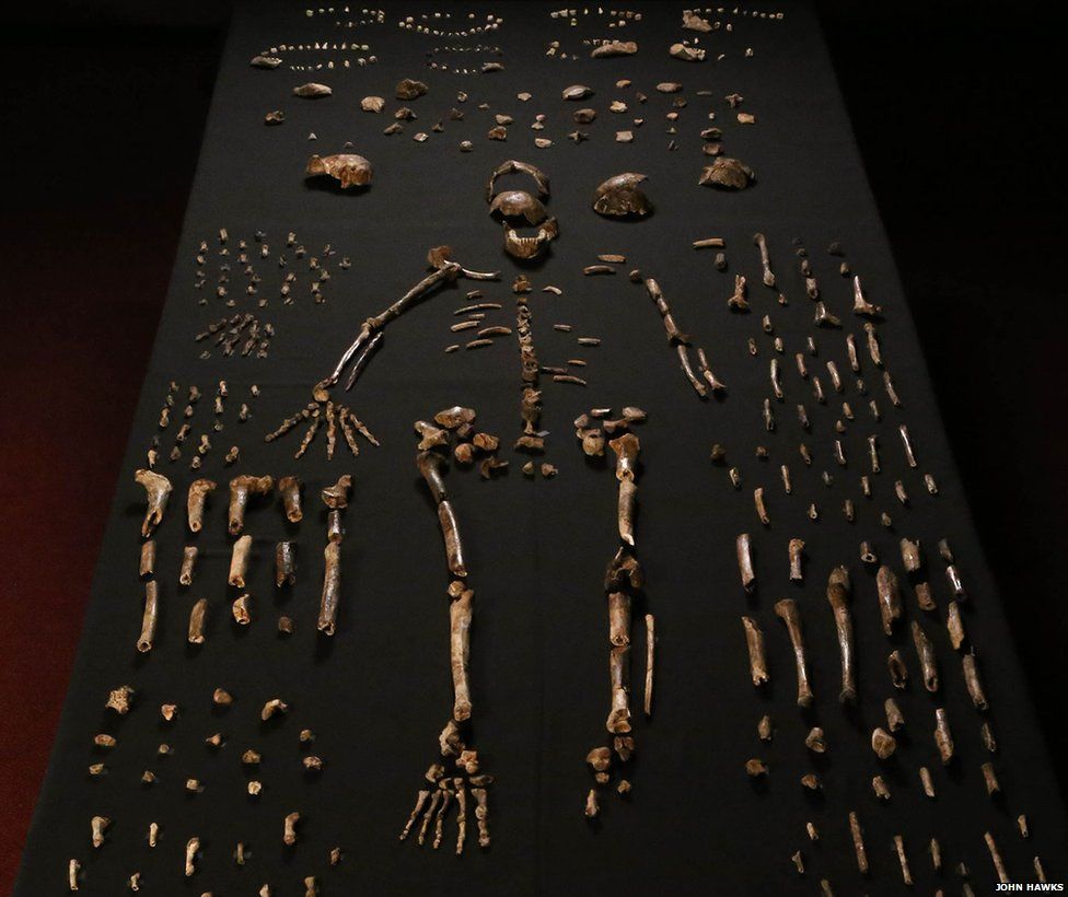Sample skeleton found by Berger and his associates at the Homo Naledi site