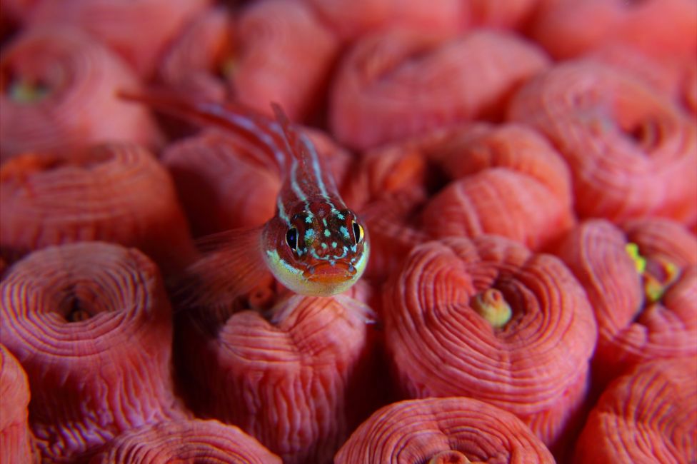 Striped triplefin seen in Komodo National Park, East Nusa Tenggara, Indonesia