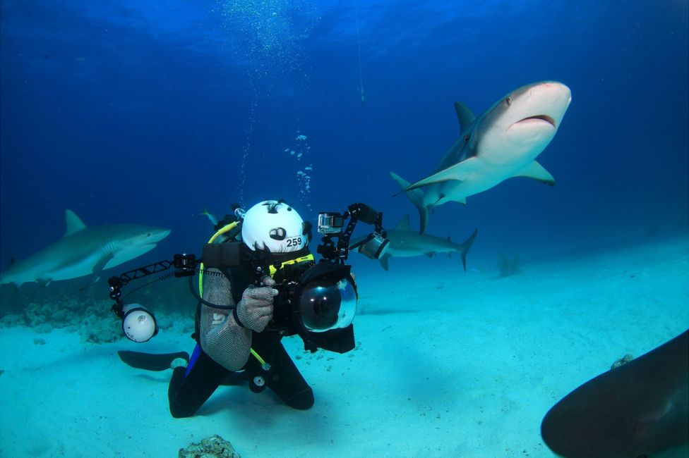 Sharks off The Bahamas