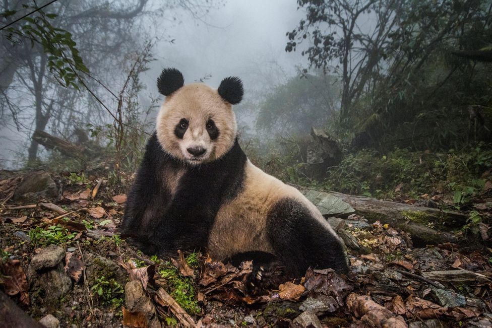 Gấu mèo Ye Ye, 16 tuổi, tại trung tâm bảo tồn Wolong Nature Reserve, Trung Quốc.