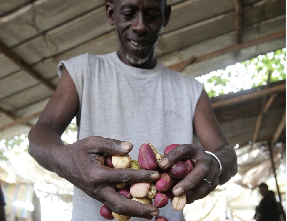 A worker handles kola nuts in Anyama, Ivory Coast - Tuesday 7 February 2017