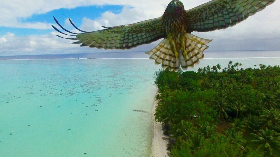 A bird flies over an island